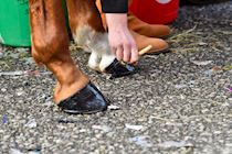 031222-GBR Aintree-WR-4888.jpg