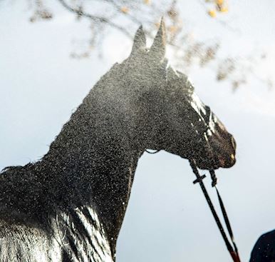 Horse Welfare at the yard