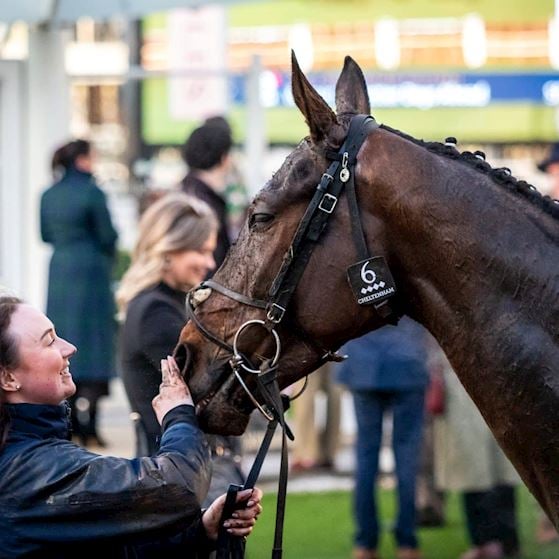 Equine_Welfare (2).jpg