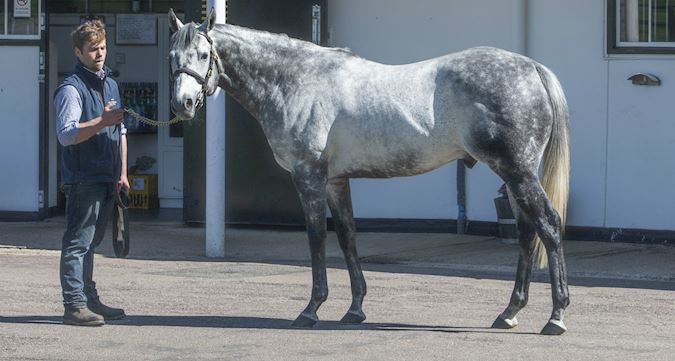 All about the Thoroughbred