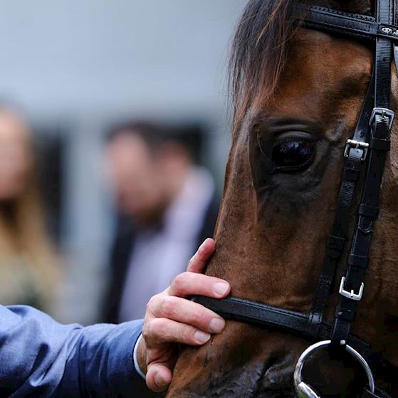 HorseWelfare_DualContent (3).jpg