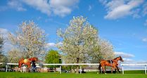 Kempton_Horse_Walk_2.jpg