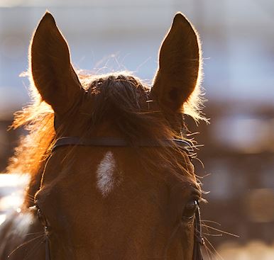 THE JOCKEY CLUB ANNOUNCES NEW CHAIRS AT CHELTENHAM AND EPSOM DOWNS RACECOURSES AND APPOINTS NEW NON-