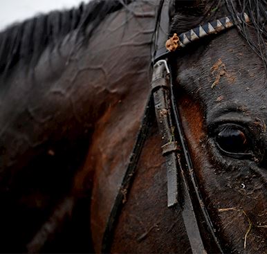 Tattersalls Cheltenham